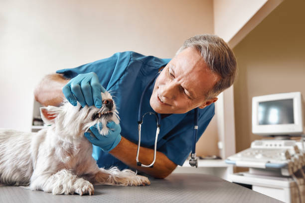 Best Broken or Chipped Tooth Repair in Lucerne, CA